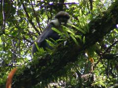 Cercopithecus ascanius