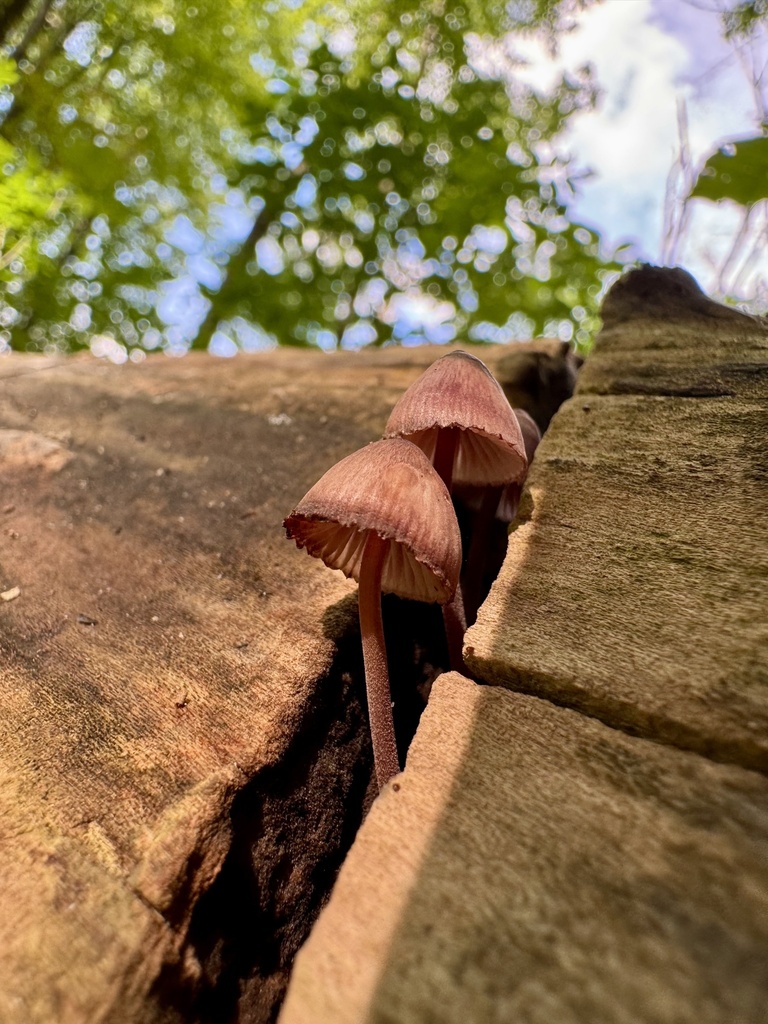 Bleeding Fairy Helmet · September 2026 · photo: Photo: (c) Rick Farwell, some rights reserved (CC BY) · iNaturalist