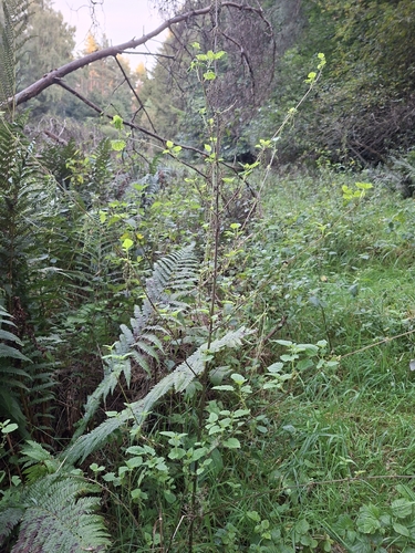 great stinging nettle