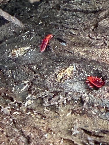 Red Flat Bark Beetle