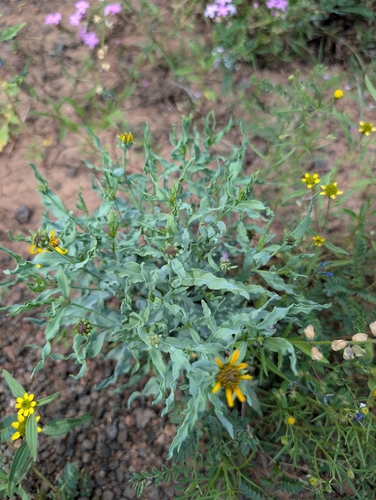 Texas blueweed