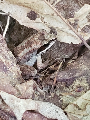 Wood Frog