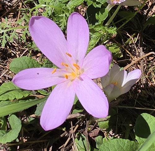 Autumn Crocus