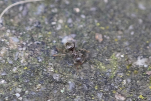 Black Garden Ant