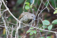 Scenopoeetes dentirostris