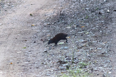 Hypsiprymnodon moschatus