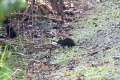 Hypsiprymnodon moschatus