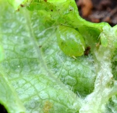 Brachycaudus helichrysi