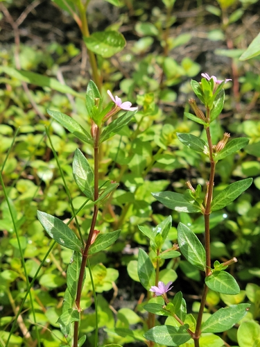 Cuphea strigulosa