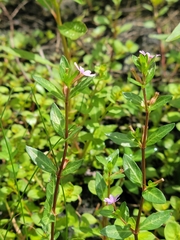 Cuphea strigulosa