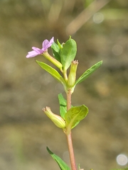 Cuphea strigulosa, photograph (c) Jay Horn, some rights reserved (CC BY)