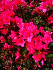 Rhododendron simsii