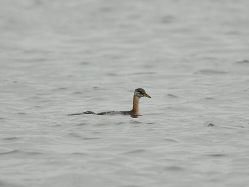 Red-necked Grebe