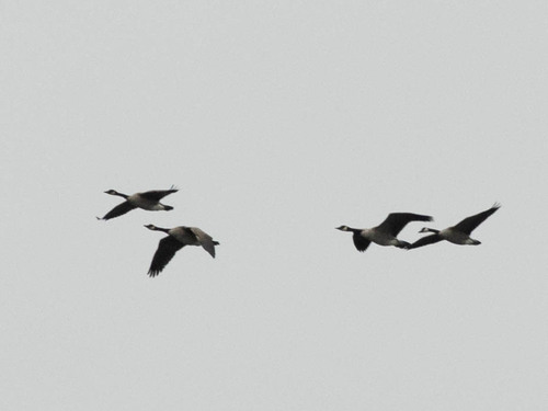 Canada Goose