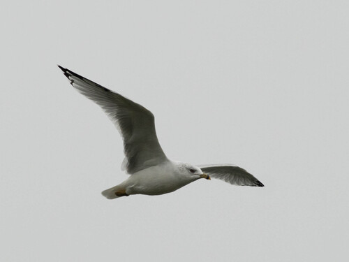 Ring-billed Gull
