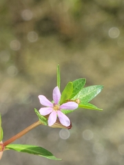 Cuphea strigulosa, photograph (c) Jay Horn, some rights reserved (CC BY)