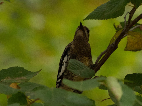 Yellow-bellied Sapsucker