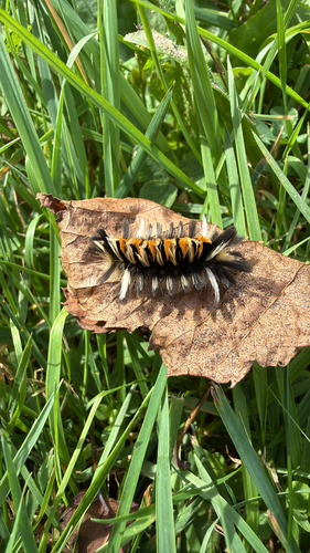 Milkweed Tussock Moth
