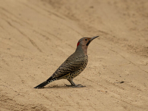 Northern Flicker