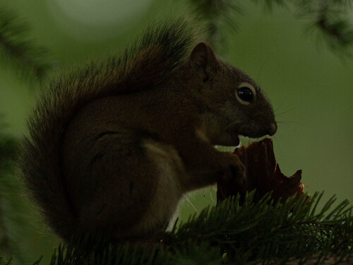 American Red Squirrel