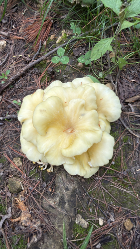 Golden Oyster Mushroom