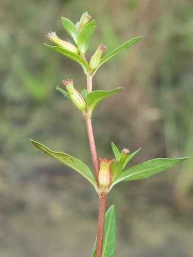 Cuphea strigulosa, photograph 4