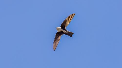 White-throated Swift