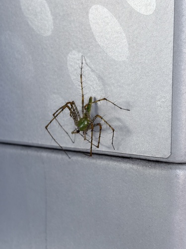 Green Lynx Spider