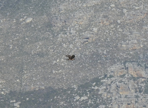 iNaturalist image