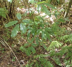 Pseudopanax arboreus