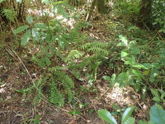 Pseudopanax arboreus