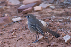 Drymodes brunneopygia