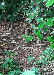 Phoenicurus ochruros