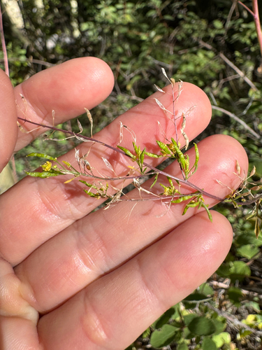Descurainia pinnata observed 2026-09-07