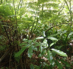 Pseudopanax arboreus