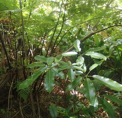 Pseudopanax arboreus