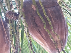 Ailuronyx tachyscopaeus