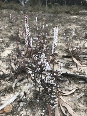 Epacris microphylla