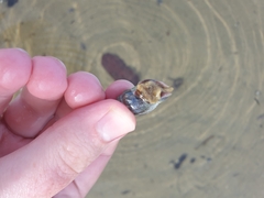 Cominella glandiformis