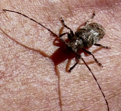 Mesosa nebulosa