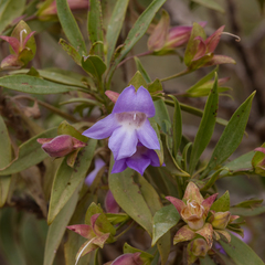 Eremophila freelingii