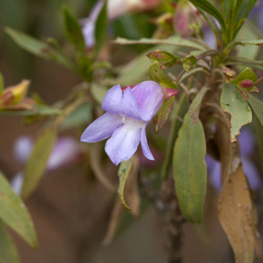 Eremophila freelingii