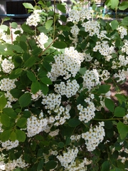 Spiraea × vanhouttei