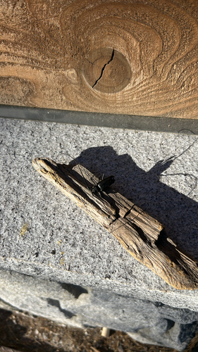 iNaturalist observation photo of Sawyer Beetles