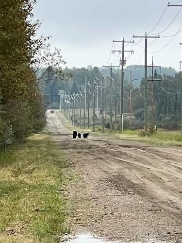 American Black Bear