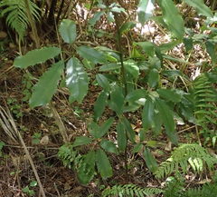 Pseudopanax arboreus