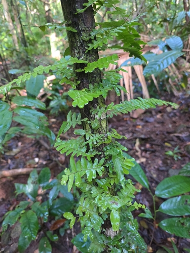 Arthropteris palisotii observed 2026-09-08