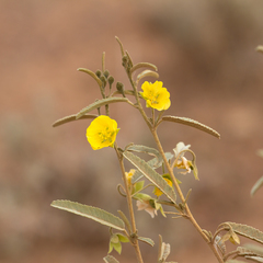 Sida petrophila