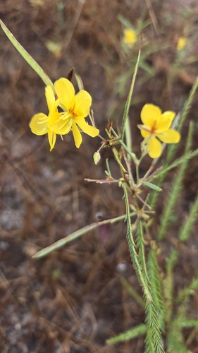 Texas Sensitive Pea