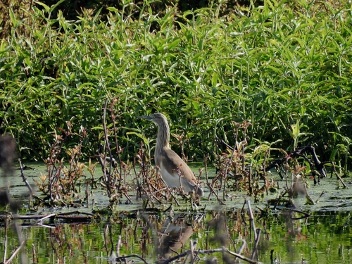 iNaturalist image